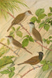 Sylvia atricapilla - Johann Friedrich Naumann — weergave van het kunstwerk