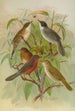 Sylvia melanocephala Sylvia undata Hypolais salicaria - Johann Friedrich Naumann — weergave van het kunstwerk