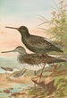 Totanus fuscus Totanus littoreus - Johann Friedrich Naumann — weergave van het kunstwerk