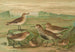 Tringa alpina Schinzi, Tringa minuta Leisl - Johann Friedrich Naumann — weergave van het kunstwerk