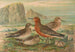 Tringa canutus Tringa maritima - Johann Friedrich Naumann — weergave van het kunstwerk