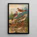 Turdus Naumanni - Johann Friedrich Naumann — ingelijst kunstwerk aan de muur