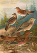 Turdus Naumanni - Johann Friedrich Naumann — weergave van het kunstwerk