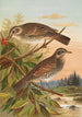 Turdus fuscatus - Johann Friedrich Naumann — weergave van het kunstwerk