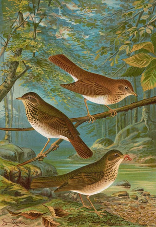 Johann Friedrich Naumann - Turdus fuscescens Turdus Pallassii Turdus Swainsonii.webp