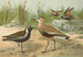Vanellus gregarius Pall Charadrius dominicus St Muller - Johann Friedrich Naumann — weergave van het kunstwerk