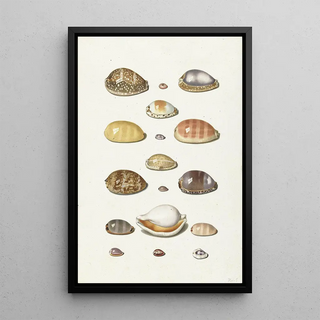 Johann Gustav Hoch - Cowry Shells.webp