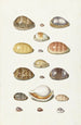 Porseleinen schelpen - Johann Gustav Hoch — weergave van het kunstwerk