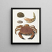 Een krab, een krabbepincet en twee schildpaddenplaten - Johann Gustav Hoch — ingelijst kunstwerk aan de muur