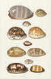 Onze grote en kleine tropische schelpen van koraal - Johann Gustav Hoch — weergave van het kunstwerk