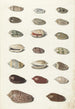 Vingt coquillages tropicaux - Johann Gustav Hoch — weergave van het kunstwerk