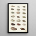 Vingt coquillages tropicaux - Johann Gustav Hoch — ingelijst kunstwerk aan de muur