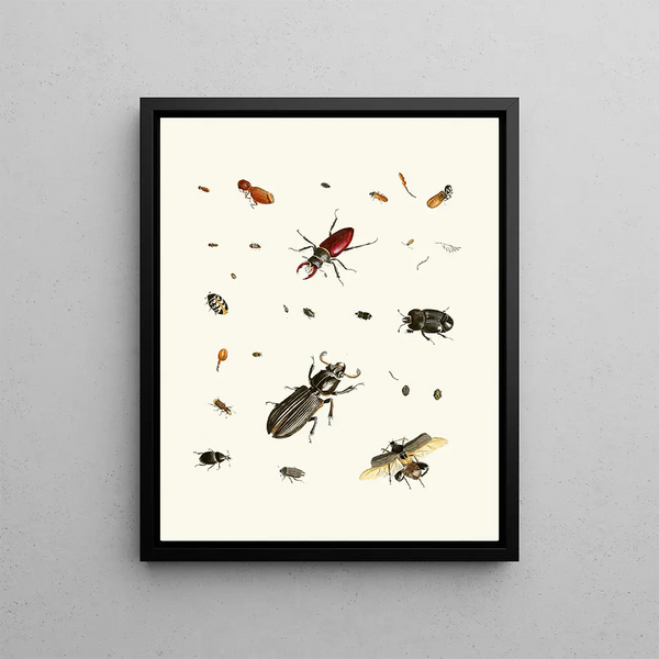 Johann Heinrich Sulzer - Dr Sulzers Short History of Insects Pl 02.webp