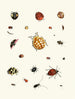 korte geschiedenis van de insecten van Dr. Sulzer, Pl. 03 - Johann Heinrich Sulzer — weergave van het kunstwerk