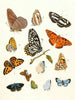 korte geschiedenis van de insecten van Dr. Sulzer, Pl. 17 - Johann Heinrich Sulzer — weergave van het kunstwerk