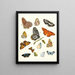korte geschiedenis van de insecten van Dr. Sulzer, Pl. 17 - Johann Heinrich Sulzer — ingelijst kunstwerk aan de muur