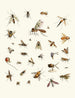 Korte geschiedenis van de insecten van Dr. Sulzer, Pl. 27 - Johann Heinrich Sulzer — weergave van het kunstwerk