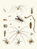 korte geschiedenis van de insecten van Dr. Sulzer, Pl. 28 - Johann Heinrich Sulzer — weergave van het kunstwerk