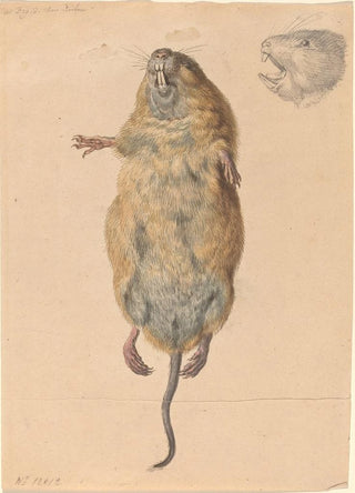 Johann Rudolph Schellenberg - A Field Mouse from Below.webp