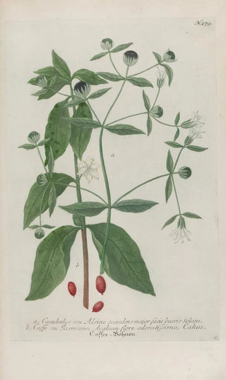 Johann Wilhelm Weinmann - Phytanthoza iconographia Pl004.webp