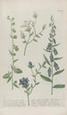 Phytanthoza iconographia Pl015 - Johann Wilhelm Weinmann — artwork view
