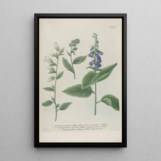 Johann Wilhelm Weinmann - Phytanthoza iconographia Pl016.webp