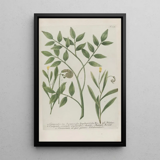 Johann Wilhelm Weinmann - Phytanthoza iconographia Pl018.webp