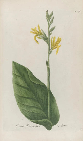 Johann Wilhelm Weinmann - Phytanthoza iconographia Pl019.webp