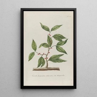 Johann Wilhelm Weinmann - Phytanthoza iconographia Pl025.webp