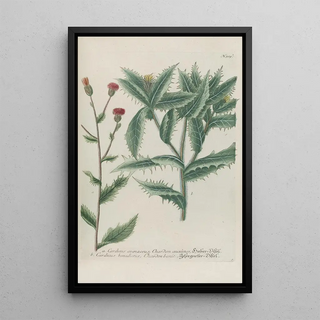 Johann Wilhelm Weinmann - Phytanthoza iconographia Pl032.webp