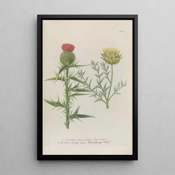 Johann Wilhelm Weinmann - Phytanthoza iconographia Pl034.webp
