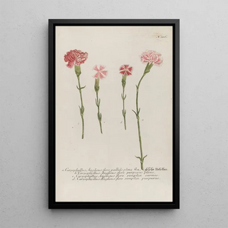 Johann Wilhelm Weinmann - Phytanthoza iconographia Pl049.webp