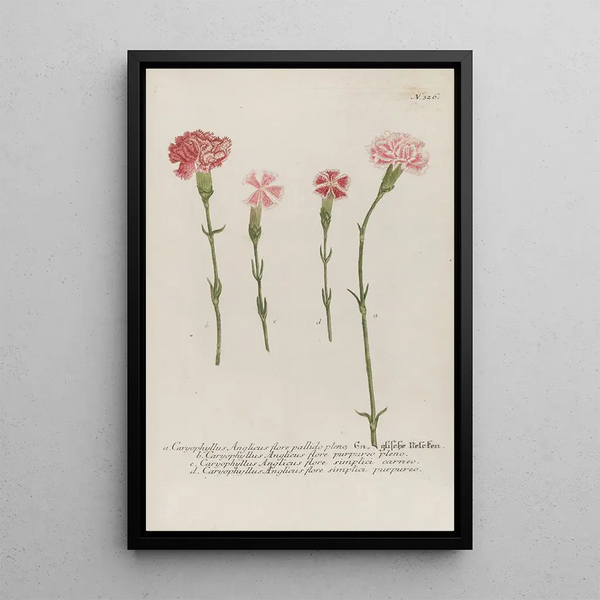 Johann Wilhelm Weinmann - Phytanthoza iconographia Pl049.webp