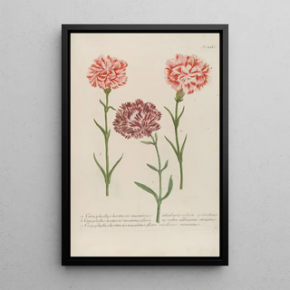 Johann Wilhelm Weinmann - Phytanthoza iconographia Pl056.webp