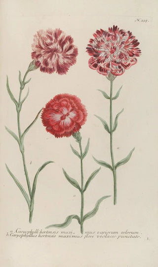 Johann Wilhelm Weinmann - Phytanthoza iconographia Pl058.webp