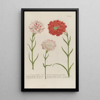 Johann Wilhelm Weinmann - Phytanthoza iconographia Pl060.webp