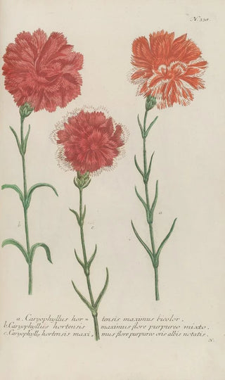 Johann Wilhelm Weinmann - Phytanthoza iconographia Pl061.webp