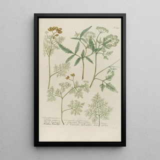 Johann Wilhelm Weinmann - Phytanthoza iconographia Pl068.webp