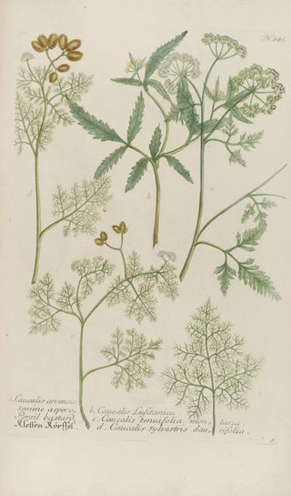 Johann Wilhelm Weinmann - Phytanthoza iconographia Pl068.webp