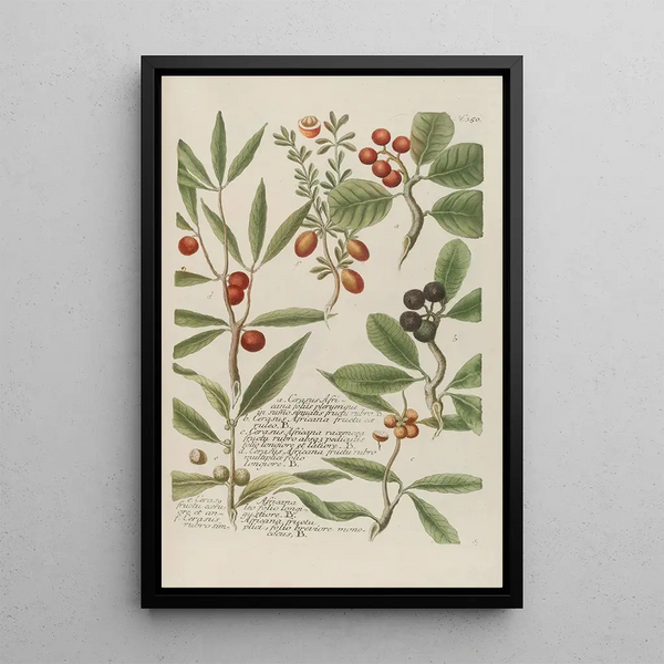 Johann Wilhelm Weinmann - Phytanthoza iconographia Pl073.webp