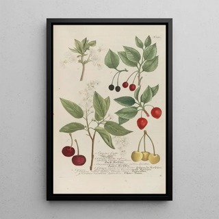 Johann Wilhelm Weinmann - Phytanthoza iconographia Pl074.webp