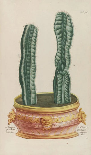 Johann Wilhelm Weinmann - Phytanthoza iconographia Pl079.webp