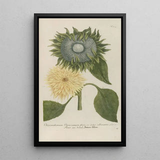 Johann Wilhelm Weinmann - Phytanthoza iconographia Pl097.webp