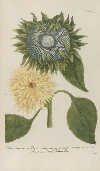 Johann Wilhelm Weinmann - Phytanthoza iconographia Pl097.webp