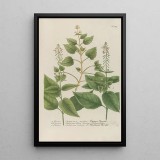 Johann Wilhelm Weinmann - Phytanthoza iconographia Pl112.webp