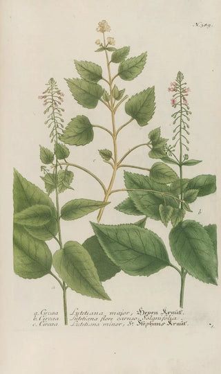 Johann Wilhelm Weinmann - Phytanthoza iconographia Pl112.webp