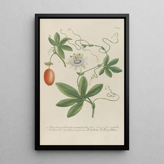 Johann Wilhelm Weinmann - Phytanthoza iconographia Pl118.webp