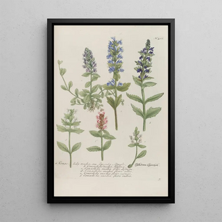 Johann Wilhelm Weinmann - Phytanthoza iconographia Pl130.webp