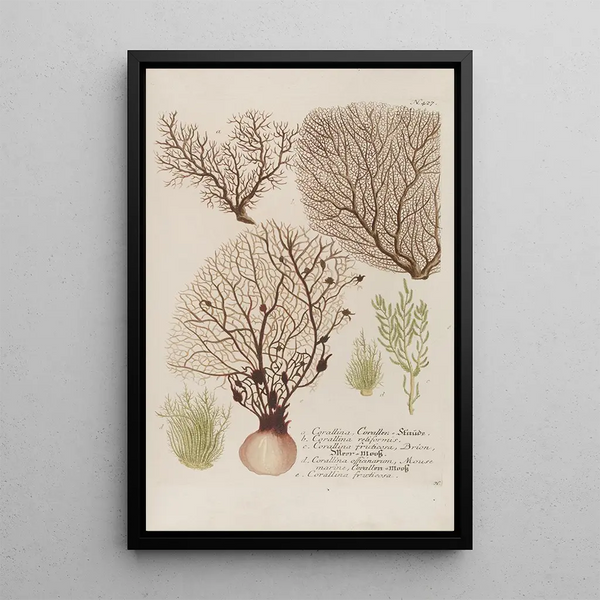 Johann Wilhelm Weinmann - Phytanthoza iconographia Pl150.webp