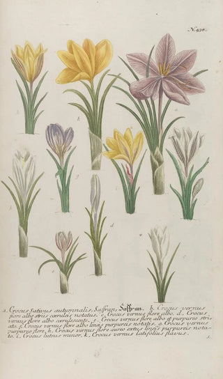 Johann Wilhelm Weinmann - Phytanthoza iconographia Pl161.webp